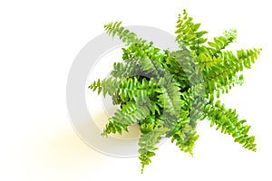 Young green fern with curly leaves photo