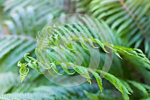 Young green fern leaves