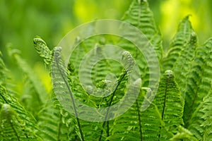 Young green twisted fern leaves