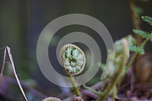 Young green fern unfurling against soft dark background