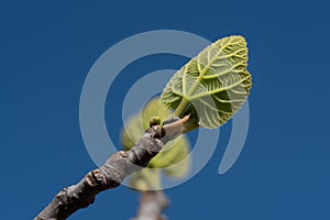 Young green fig leaves growing on the tips of branches of a fig tree against a blue sky in spring