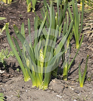 Young green flower shoots