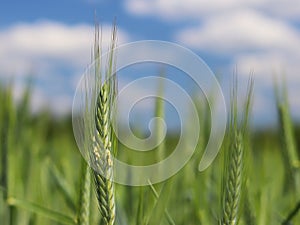 A young green and flowering stalk of wheat ripens on a wheat field against a blue sky. Blurred natural background. Agriculture. Ha