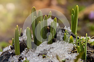 Young green flowers shoots breaks through frozen ground with snow in spring