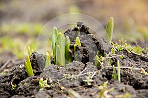 Young green flowers shoots breaks through frozen ground in the spring