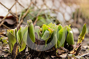 Young green flowers sprout from the ground in early spring