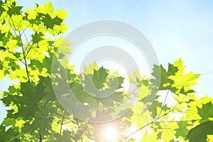 Young green foliage foliage on a clear blue sky. sun`s rays and glare shine through the foliage of maple, background