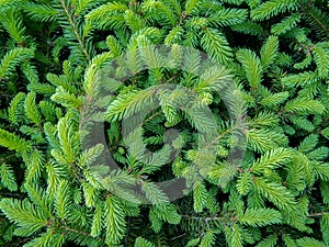 Young green fresh spruce branches