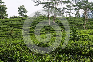 Young green fresh tea leaves on the tea bush close up. tea plantations in Sukabumi, Indonesia. view green tea terrace farm on the