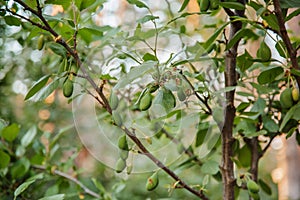 Young green fruits plums hang on a tree branch