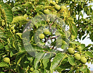 Young green fruits of a walnut on a tree in a collective farm garden