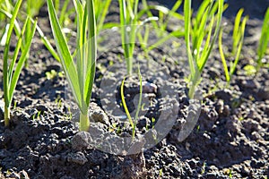 Young green garlic growing in the garden. Spring harvest.