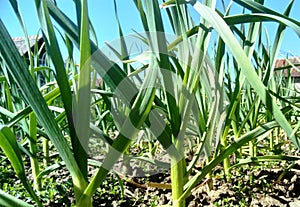 Young green garlic rows