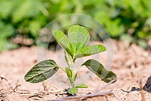 Young green genetically modified soybean in the field or GMO soybean, Glycine max. photo