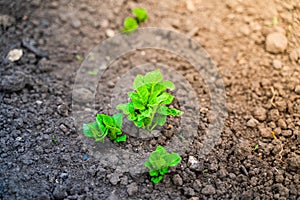 Young green germinal leaves of a potato close-up in a garden bed photo