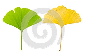 Young green gingko leaf and old yellow ginko leaf as counterpart together on white background