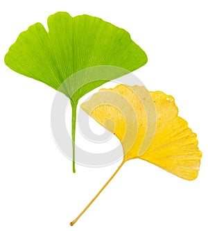 Young green gingko leaf and old yellow ginko leaf diagonal as symbol of generations