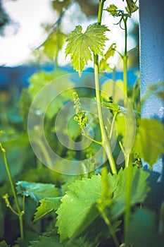 Young green grape branches on the vineyard in spring time