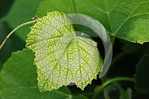 YOUNG GREEN GRAPE LEAF WITH VEINING NETWORK