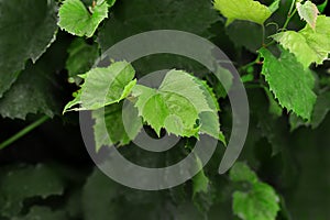 Young green grape leaves grow on a bush