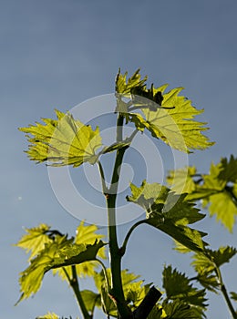 Young green grape leaves in vineyard. Grapevine leaves backlit by the sunlight. Close up. Detail