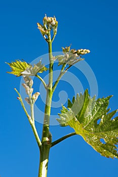 Young green grape plant shoot with leaves, buds and berry ovaries and blue sky