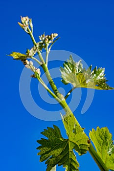 Young green grape plant shoot with leaves, buds and berry ovaries and blue sky