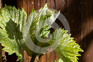 Young green grape plant shoot with leaves, buds and berry ovaries on sunny day