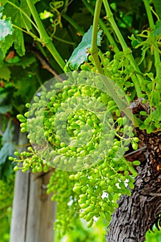 Young green grape on vine