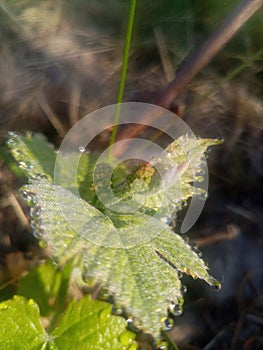 young green grape vine with inflorescence bud and leaves with morning dew on the leaf margins