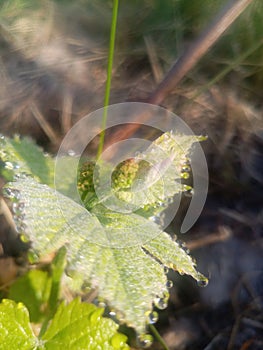 young green grape vine with inflorescence bud and leaves with morning dew on the leaf margins