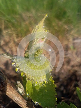 young green grape vine with inflorescence bud and leaves with morning dew on the leaf margins