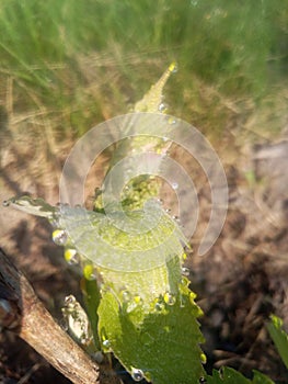 young green grape vine with inflorescence bud and leaves with morning dew on the leaf margins