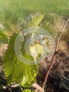 young green grape vine with inflorescence bud and leaves with morning dew on the leaf margins