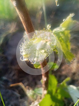 young green grape vine with inflorescence bud and leaves with morning dew on the leaf margins