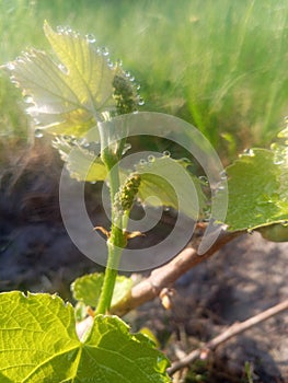 young green grape vine with inflorescence bud and leaves with morning dew on the leaf margins