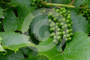 Young green grapes closeup.