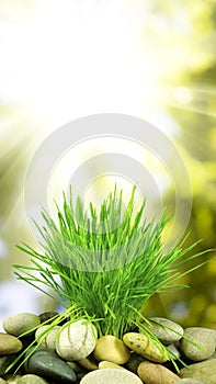 Young green grass on blurred green background