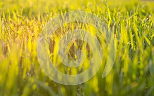 Young green grass closeup. Rays of the setting sun