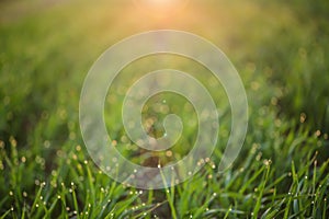 Young green grass with dew drops