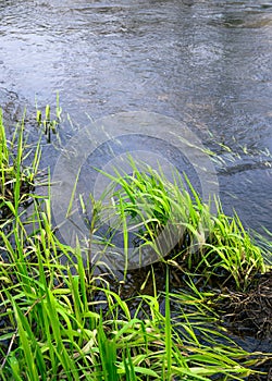 Young green grass with dried one near a creek. Small flow breaks the smooth water surface