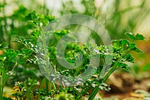 Young green grass grows in the open field in the garden. Seedling greenery close-up. Lawn in macro