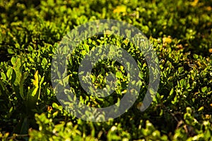 Young green grass grows in the open field in the garden. Seedling greenery close-up. Lawn in macro