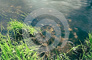 Young green grass near a creek with some amount of pebbles on its bottom. Small flow breaks the smooth water surface