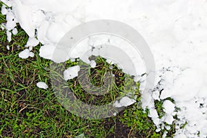 Young green grass and the pure white snow