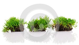Young green grass with soil