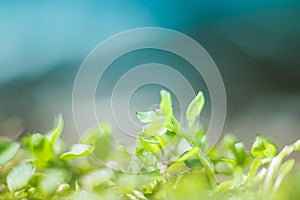 Young green grass sprouts on a green background. Spring background