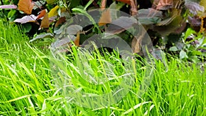 Young green grass swaying in the wind under the sun on the lawn in the garden, tree branches swaying in the background