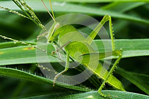 Young Green grasshopper eating grass