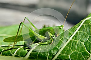 Young, green grasshopper eats the leaves in the garden